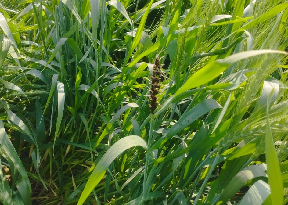 کھلی کانگیاری: گندم کی بیماری اور اس کا حل