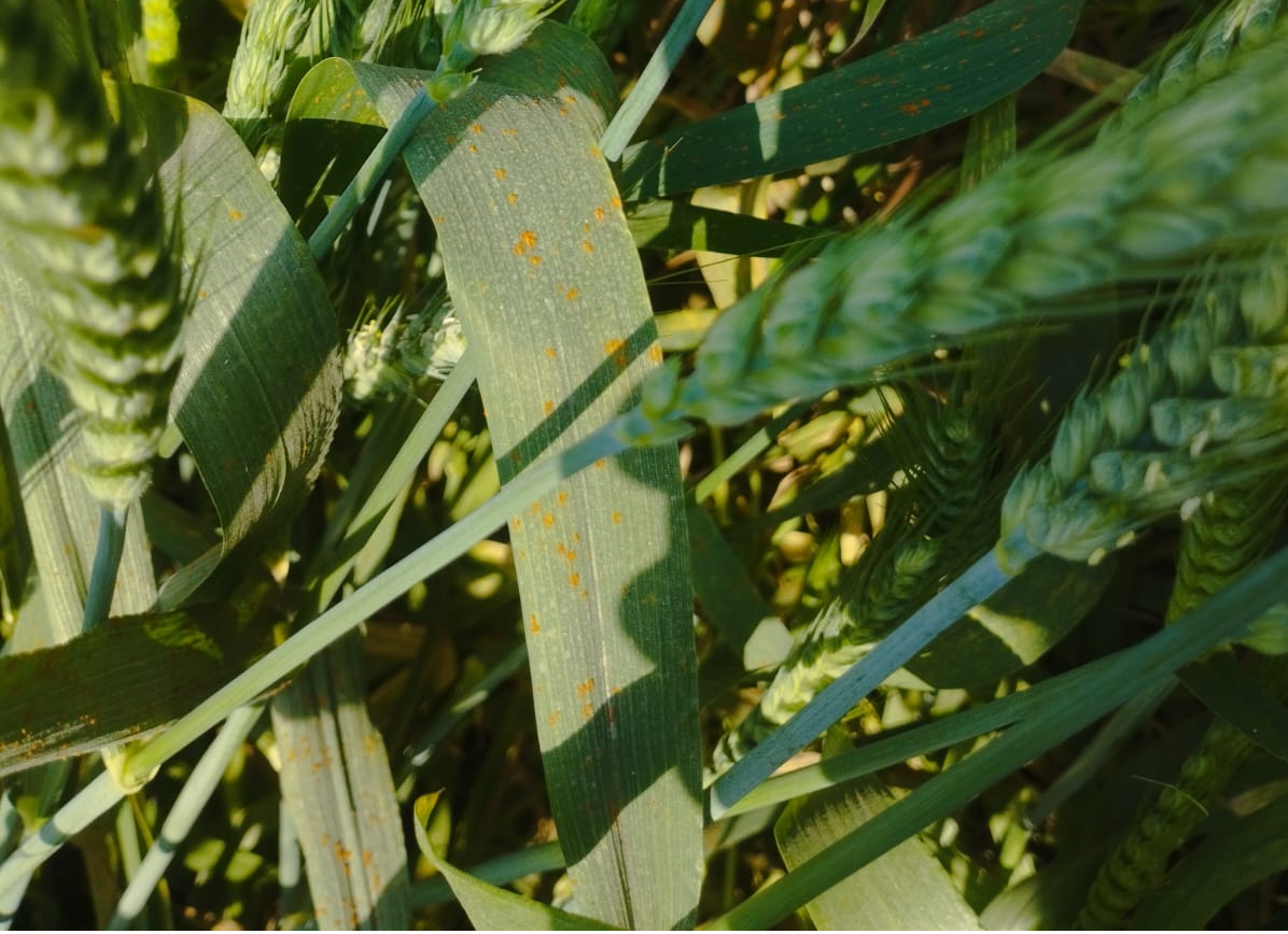 زرعی کمپنیوں کے اشتہار اور گندم پر کنگی  کا سپرے