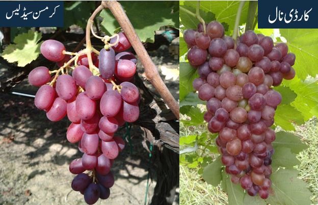 انگور کی کاشت، اخراجات اور آمدن سے متعلق ایک جامع مضمون