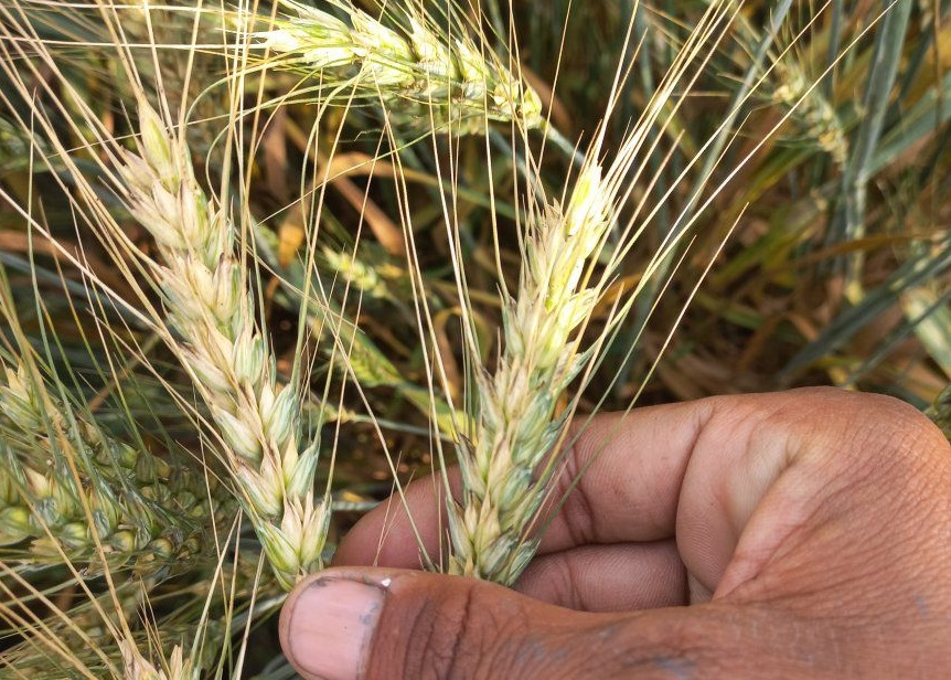 فروری ، مارچ میں زیادہ گرمی کی صورت میں گندم کی اچھی پیداوار کیسے لی جائے؟